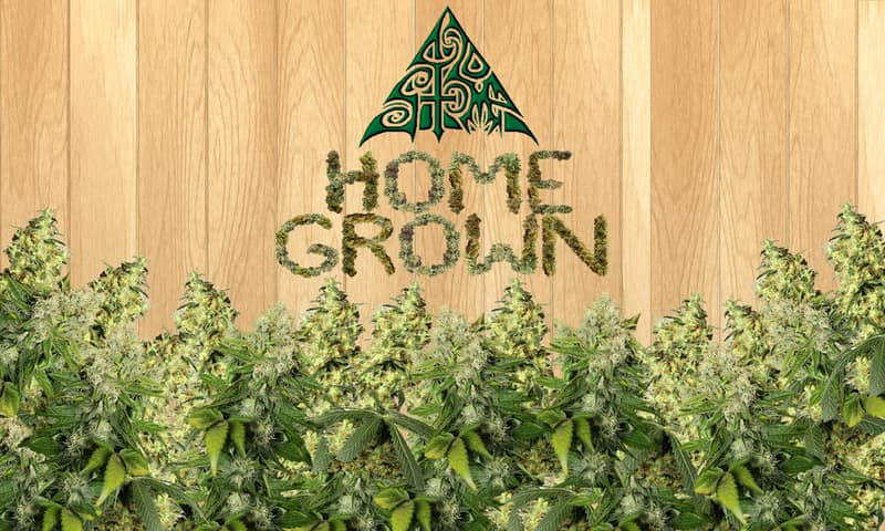 420 Stomp