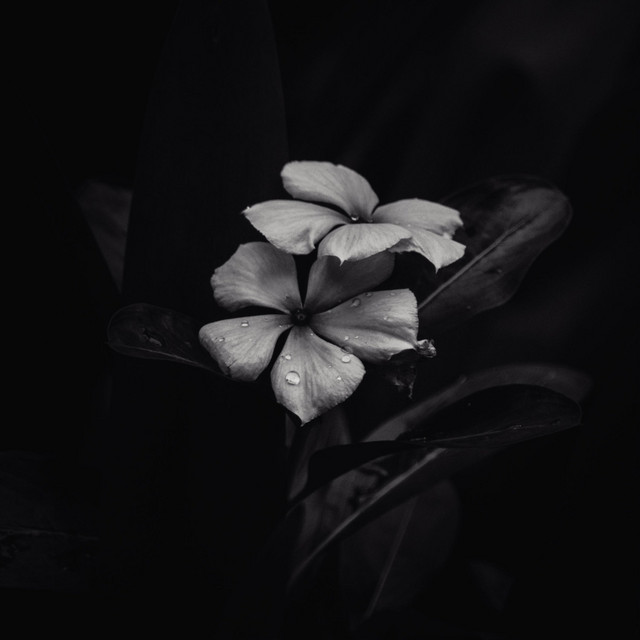 Ephemeral